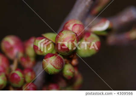 春雨後開花的竹筍的節奏 春雨後開花的竹筍的節奏 4309566