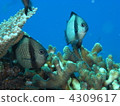 saltwater fish, in the sea, undersea 4309617