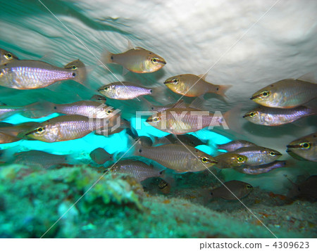 Flock of blackfinch 4309623