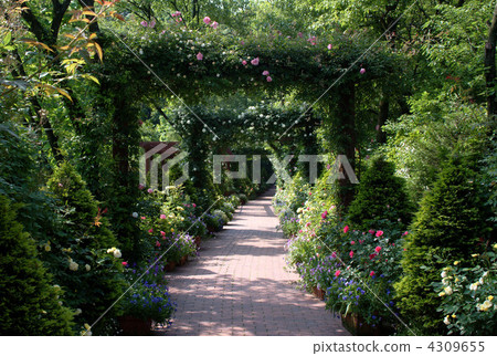 英式花園 園藝 玫瑰 4309655