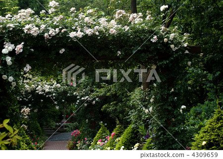 英式花園 外部 園藝 4309659