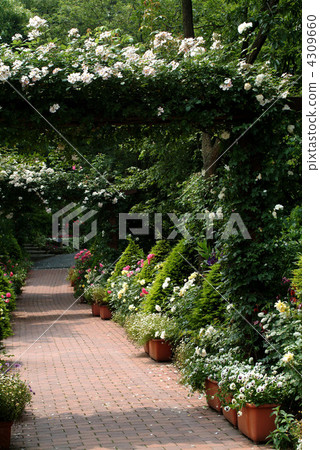 白玫瑰 英式花園 園藝 4309660