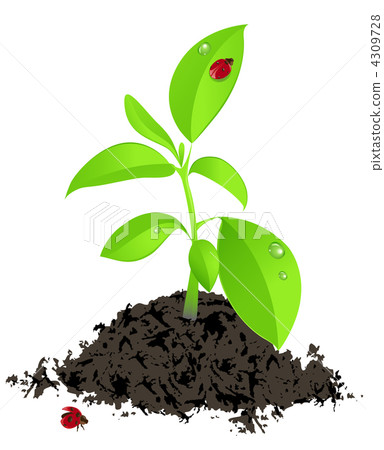 young green plant and ladybird 4309728