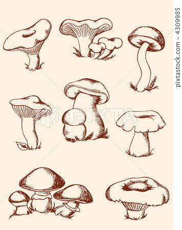 vintage forest mushrooms 4309985