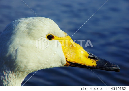 Portrait of the swallow swan 4310182