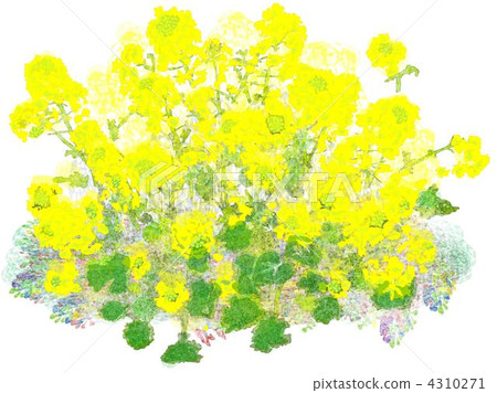 Rape blossoms Rape blossoms 4310271