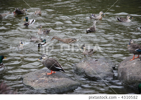 It may be a duck It may be a duck 4310582