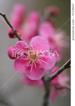 Red flower of flowers 4310607