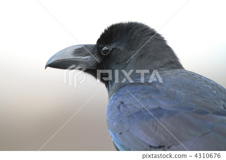 瓢蟲玻璃 瓢蟲玻璃 4310676