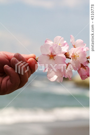 Cherry blossoms and hands of children 4310778
