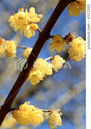 Material heart wax plants Material heart wax plants 4311095