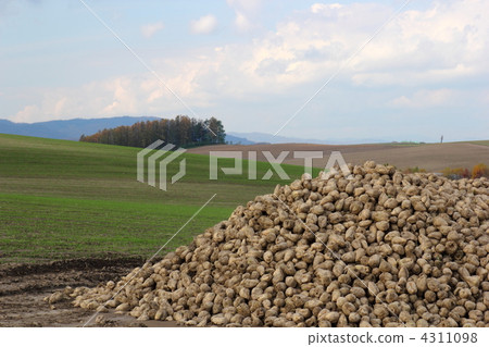 Beet field of Biei Beet field of Biei 4311098