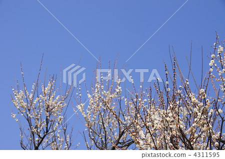 March Hakubai · Rose family 260 March Hakubai · Rose family 260 4311595