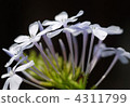 白花丹屬 藍雪花 花朵 4311799