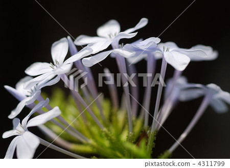 白花丹屬 藍雪花 花朵 4311799
