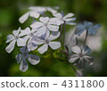 白花丹屬 藍雪花 花朵 4311800