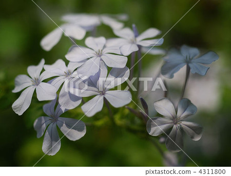 plumbago, plumbago auriculata, leadwort 4311800