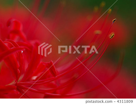 彼岸花 石蒜 曼珠沙華 4311809