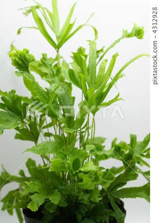 Houseplant Pteris 4312928