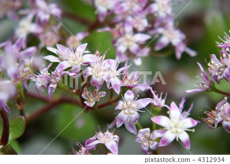 Gold flower tree flower 4312934