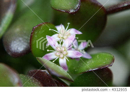 金樹 金樹 4312935