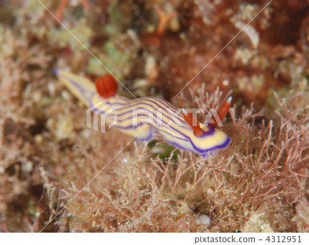 Cheeks Cheeks 4312951