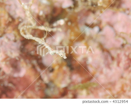 Extremely small sea dragon 4312954