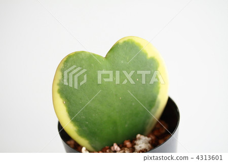 Heart's Green Heart's Green 4313601