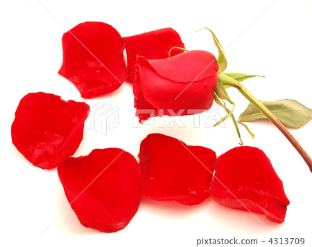 Rose-petals Rose-petals 4313709