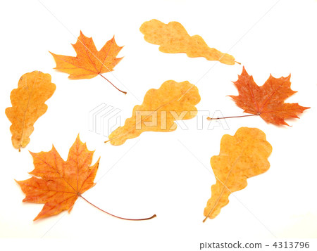 Multi-colored leaves 4313796