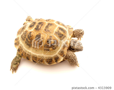 Herman's Tortoise turtle 4313909