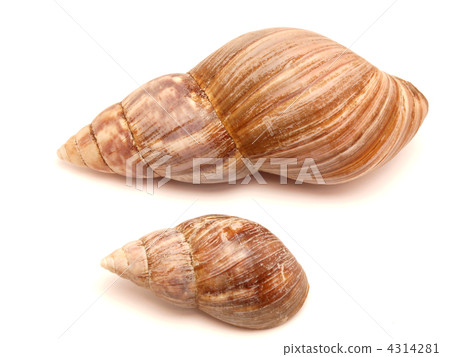 Bowl of a snail Bowl of a snail 4314281