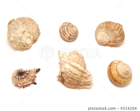 Bowls of mollusks 4314284