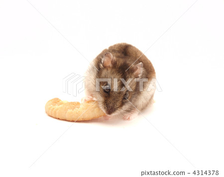 Hamster and cookies Hamster and cookies 4314378