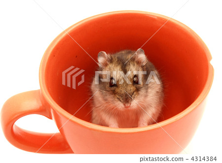 Hamster in a cup Hamster in a cup 4314384