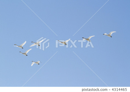 A swan in flight in flight 4314465