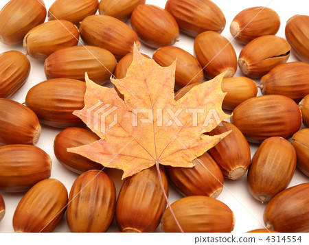 Acorns and leaves 4314554