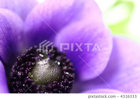 紫色銀蓮花屬石頭和露水 紫色銀蓮花屬石頭和露水 4316333