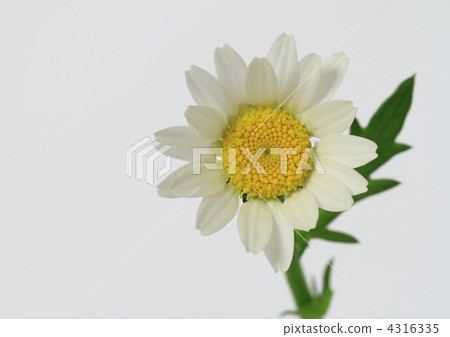 North pole flowers North pole flowers 4316335