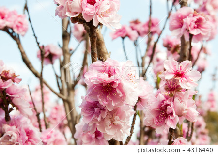 Hanamomo Hanamomo 4316440