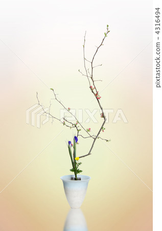 ikebana (floral arrangement), japanese quince, lifestyle 4316494