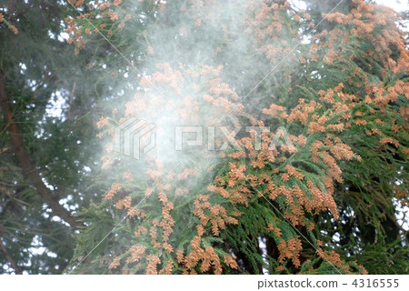 Sugi pollen Sugi pollen 4316555