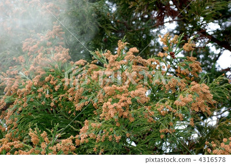 柳杉花粉图片