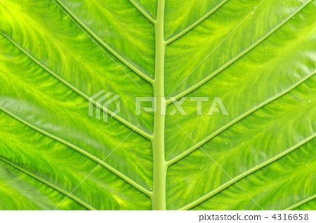 Vein vein of quadrigozoa Vein vein of quadrigozoa 4316658