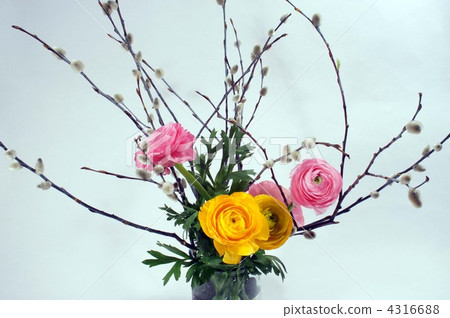 Felines and Ranunculus Felines and Ranunculus 4316688