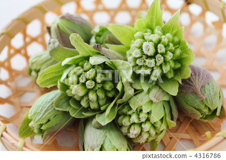 春天開花在早期的春天 春天開花在早期的春天 4316786