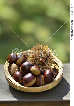 Chestnut  4316819