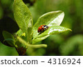 Walking ladybird 4316924