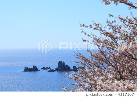 Okase和櫻花 4317107