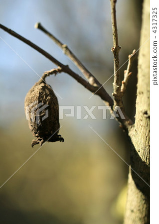 Fruit of wax plum 4317325